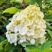 Hydrangea paniculata Polar Bear bugás hortenzia csodás fehér kinyílt virágzata.