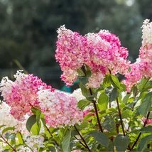 Csodálatos rózsaszínű árnyalatokat ölt magára a Vanille Fraise bugás hortenzia.