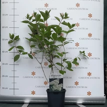 A Grandiflora bugás hortenzia júniusban, kertészetünkben.