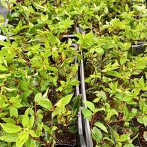 Csodálatos rózsaszínű árnyalatokat ölt magára a Vanille Fraise bugás hortenzia.