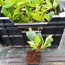 Kis méretű bugás hortenzia tövek vegyes színekben.