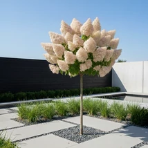 Látványkép egy szinesedő magastörzsű Polar Bear hortenziáról egy modern kertben. 