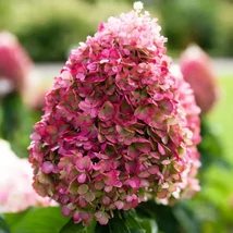 Hydrangea paniculata Living Pinky Promise bugás hortenzia virágzatának kinézete.