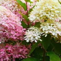 Hydrangea paniculata Living Royal Flower bugás hortenzia virágzata közelről, színváltás közben.