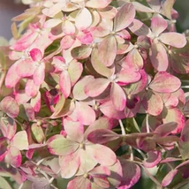 Hydrangea paniculata Living Royal Flower bugás hortenzia virágzata közelről, színváltás közben.