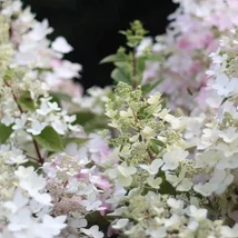  Angel's Blush bugás hortenzia virágzata színváltásra készülve.