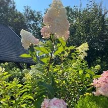 A Vanille Fraise bugás hortenzia virágzata fehérről rózsaszínűre vált.