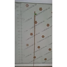 180 cm-es bambusz termesztő karó alkalmazása.