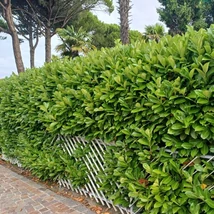 Novita babérmeggy sövény.