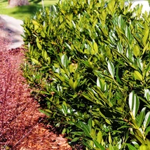 Alacsonyabb, gömbölyded habitusú Prunus laurocerasus Manó.