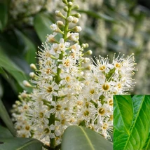 Alacsonyabb, gömbölyded habitusú Prunus laurocerasus Manó.