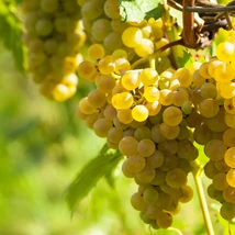 Vitis vinifera Kozma Pálné muskotály fürtjei érésben.