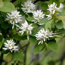 Az Amelanchier lamarckii, mézalmácska termései.