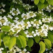 Teljes virágzásban lévő Viburnum plicatum Mariesii.