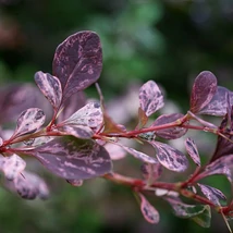 A Berberis thunbergii Inspiration tarka japán borbolya gömbölyű és kompakt kis bokra.