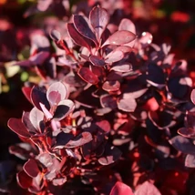 A Berberis thunbergii Red Rocket oszlopos japán vérborbolya csodás mélybor lombszíne.