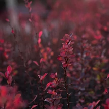 A Rose Glow japán tarka vérborbolya friss lombozata rózsaszín és fehér márványozott színpompában.