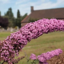 A Buddleia davidii Pink Delight virágzása.