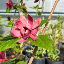 Calycanthus raulstonii Hartlage Wine illatos fűszercserje borvörös színű virágzata.