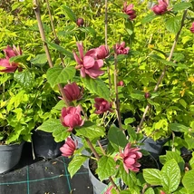 Calycanthus raulstonii Hartlage Wine illatos fűszercserje borvörös színű virágzata.