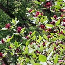 A Calycanthus floridus virágai.