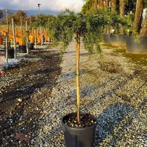 Cedrus deodara Feeling Blue csüngő cédrus törzses változata 10 literes konténerben.