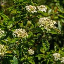 Cornus sanguinea Midwinter Fire veresgyűrűs som virágzása és levelei.