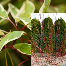 A Cornus alba Spaethii som piros vesszői.