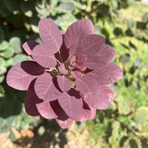 A Cotinus Royal Purple csodás színű levelei a teljes vegetációban díszítenek.