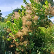 A Cotinus coggygria kifejlett mérete.