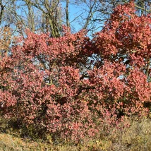 A Cotinus coggygria kifejlett mérete.