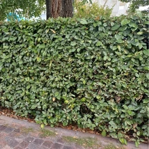 Az Elaeagnus ebbingei lombozata közelről.