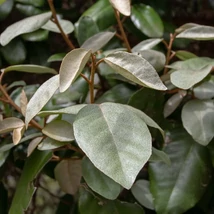 Az Elaeagnus ebbingei lombozata közelről.