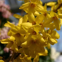 Forsythia x intermedia Goldrausch aranysárga virágai tavasszal. 