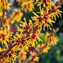 A varázsmogyoró sárga virágai.