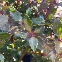 Ilex meserveae Blue Prince elegáns, fényes levelei kertészetünkben.