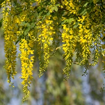 Laburnum anagyroides aranyeső díszcserje sárga, lecsüngő virágzatai.