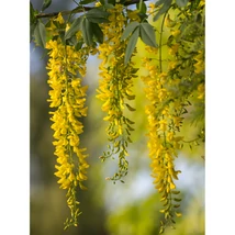 Laburnum anagyroides aranyeső díszcserje sárga, lecsüngő virágzatai.