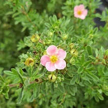 A cserjés pimpó virága.