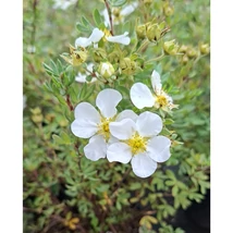 A bájos fehér virágokkal díszítő cserjés pimpó. 