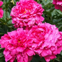 A Paeonia lactiflora Kansas illatos bazsarózsa romantikus virágbimbói.