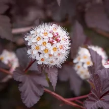 Physocarpus opulifolius Diabolo díszcserje bájos virágzatai és bordó levelei.