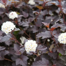 A Physocarpus opulifolius Diabolo lombozata és virágai.