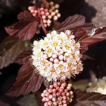 A Physocarpus opulifolius Diabolo lombozata és virágai.