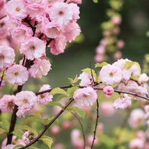 A Prunus triloba telt, rózsaszín virágokkal, 100cm magas törzsön, modern előkertben.