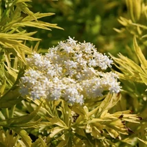 Sambucus nigra Golden Tower díszbodza virágzata és levélzete.