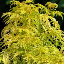 Sambucus nigra Golden Tower díszbodza virágzata és levélzete.