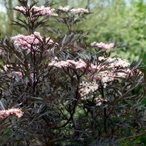 A Sambucus nigra Black Lace bordó lombozata és virágai.