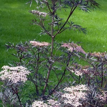 A Sambucus nigra Black Lace bordó lombozata és virágai.