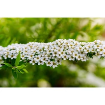 Spiraea cinerea Grefsheim hamvas gyöngyvessző bókoló hajtásait fehér virágok borítják.